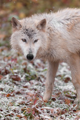 Blonde Wolf (Canis lupus) Stands in Falling Snow