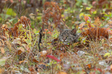 Bobcat Kitten (Lynx rufus) Hides in the Grasses