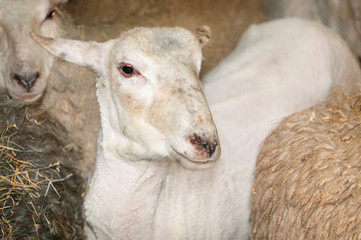One Sheared Sheep Amongst Others Prior to Shearing