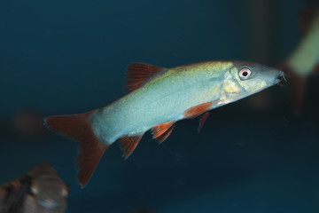 Fototapeta premium Blue Botia (Yasuhikotakia modesta) freshwater aquarium fish