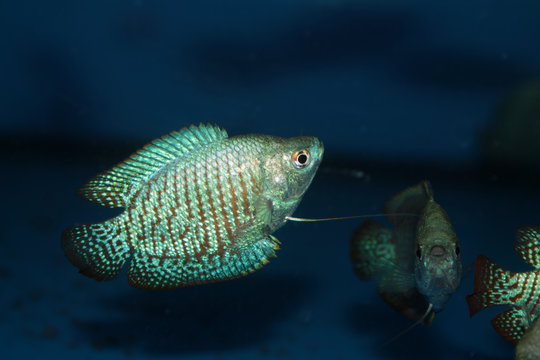Dwarf gourami (Colisa lalia) freshwater aquarium fish