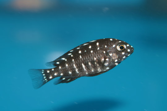 Duboisi Cichlid (Tropheus duboisi) freshwater aquarium fish