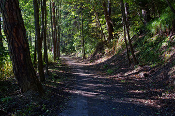 The road through the forest among the trees