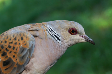 European Turtle Dove, Streptopelia turtur