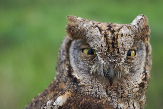 Autillo, Otus scops