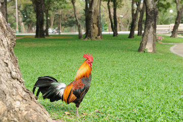 Beautiful chicken in public garden