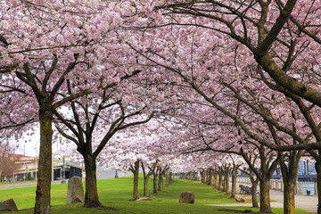 Obraz premium Rows of Cherry Blossom Trees in Bloom