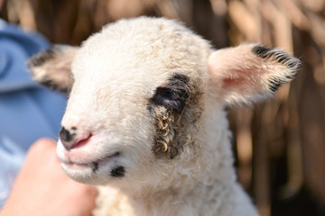 Potrait of a cute and adorable baby lamb in the arms of a man
