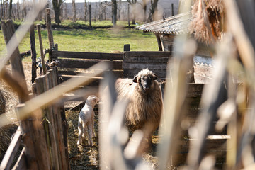 Sheep standing in the doorway of the barn at the farm. Selective