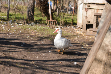 Mute white duck at the farm in the village