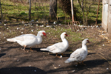 Obraz premium Mute ducks at the farm in the village