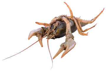 live animal crawfishes