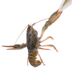 live animal crawfishes