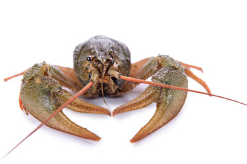 live animal crawfishes