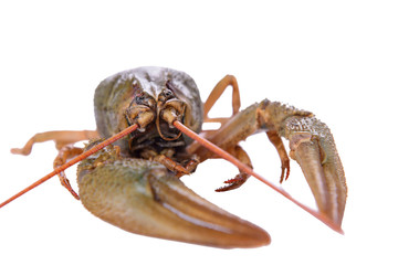live animal crawfishes
