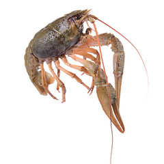 live animal crawfishes