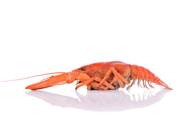 Boiled red crawfish