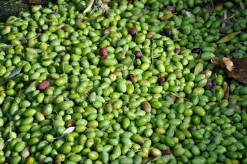 récolte des olives