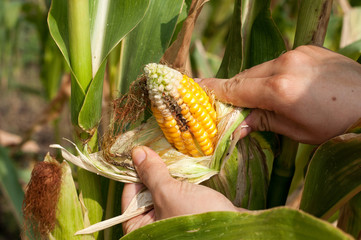 peasant is harvesting a damaged corncobs, manual labour