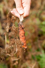 hand holding damaged carrot by illnesses in the garden