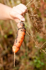 hand holding fresh organic carrot with dirt in the garden