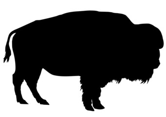 buffalo