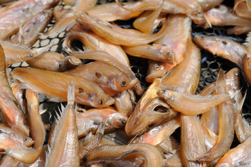 Fishes salted for food conservation