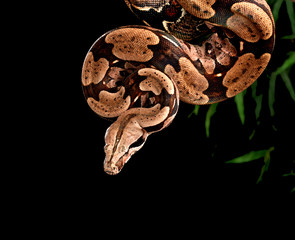Red Tail Boa Constrictor.