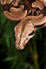 Red Tail Boa Constrictor.