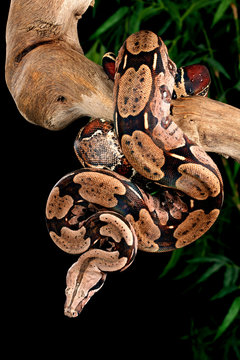 Red Tail Boa Constrictor.