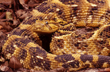 Puff Adder