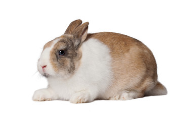Small domestic rabbit