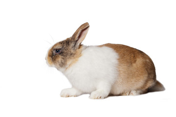 Small domestic rabbit