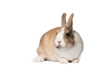 Small domestic rabbit