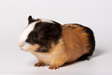 Small colored guinea pig