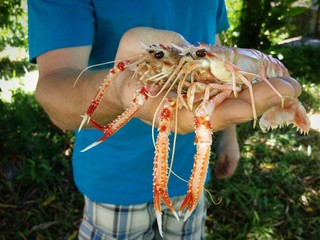 Two lobsters in man's hands