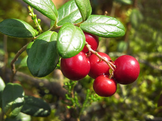 cranberry
