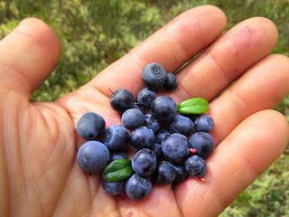 blueberries