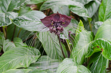 Black bat flower or Tacca chantrieri grow wild in the tropical f