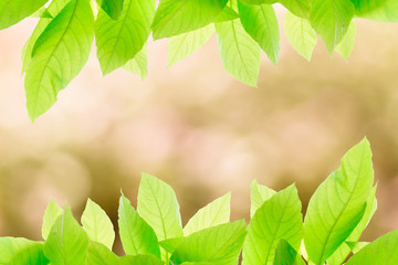 Fototapeta na wymiar Green leaves on abstract blur background texture