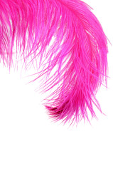Pink beautiful feather isolated on white