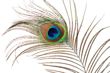 Fototapeta premium Beautiful feather of a peacock isolated on white