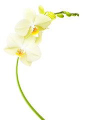 Orchid flower branch isolated on white background
