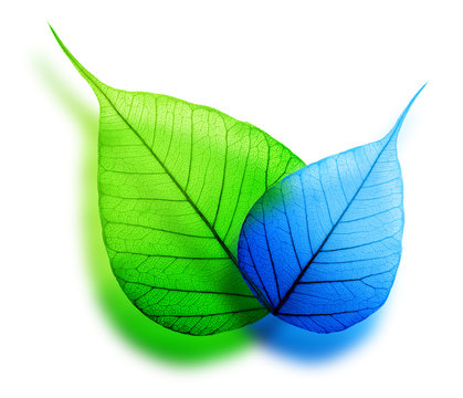 Macro green and blue leaf abstract eco background
