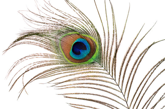 Fototapeta Beautiful feather of a peacock isolated on white