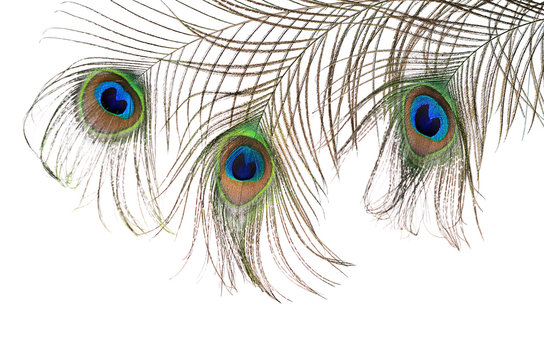 Fototapeta Beautiful feather of a peacock isolated on white