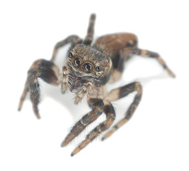 Jumping spider, Evarcha falcata isolated on white background