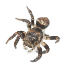 Jumping spider, Evarcha falcata isolated on white background