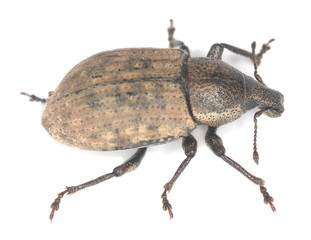Ground weevil, Barynotus obscurus isolated on white background