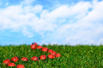 Ladybugs on green field